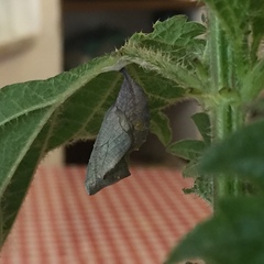 Vanessa atalanta atalanta