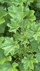 Malva parviflora
