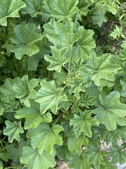 Malva parviflora