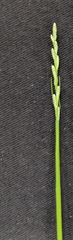 Carex muskingumensis