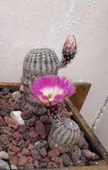 Echinocereus