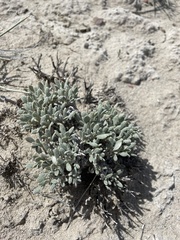 Eriogonum shockleyi