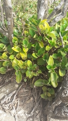 Peperomia myrtifolia