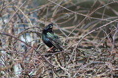 Sturnus vulgaris