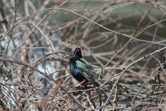 Sturnus vulgaris