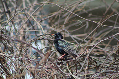 Sturnus vulgaris