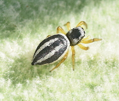 Heliophanus melinus