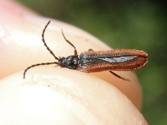 Omalisus fontisbellaquei