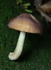 Celluloderma