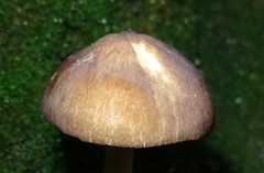 Celluloderma