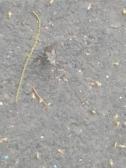 Acanthocephala alata