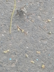 Acanthocephala alata