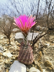 Echinocereus armatus