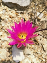 Echinocereus armatus