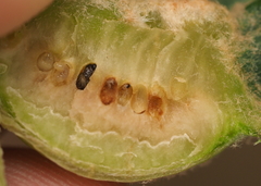 Neuroterus quercicola