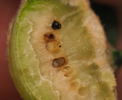 Neuroterus quercicola