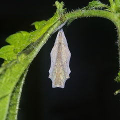 Vanessa atalanta atalanta