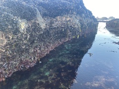 Anthopleura xanthogrammica