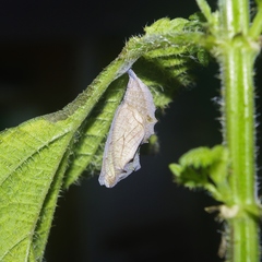 Vanessa atalanta atalanta