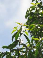 Zinowiewia australis