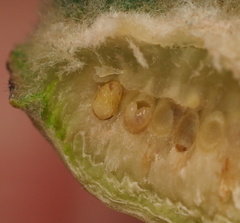 Neuroterus quercicola