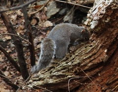 Sciurus carolinensis