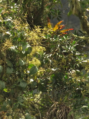 Clematis haenkeana