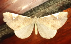 Macrosoma costilunata