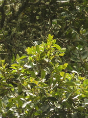 Clethra fagifolia