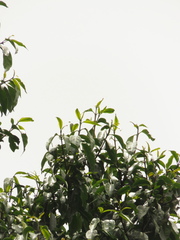 Zinowiewia australis