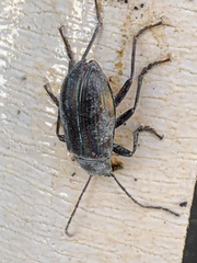 Tarpela micans