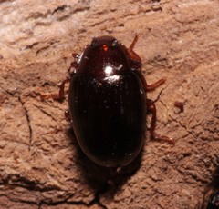 Scaphidema metallicum