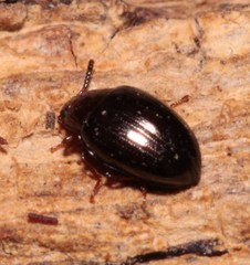 Scaphidema metallicum