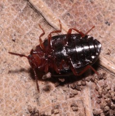 Scaphidema metallicum