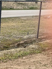 Geococcyx californianus