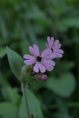 Microbotryum silenes-dioicae