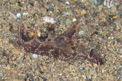 Aplysia reticulata