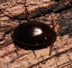 Scaphidema metallicum