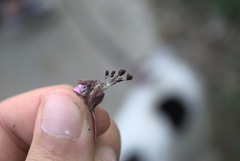 Microbotryum silenes-dioicae