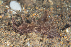 Aplysia reticulata