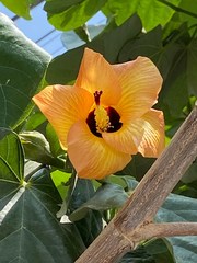 Hibiscus tiliaceus