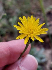 Reichardia intermedia