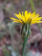 Reichardia intermedia