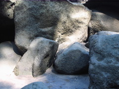 Emoia atrocostata