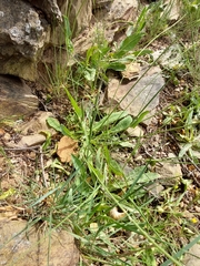 Reichardia intermedia