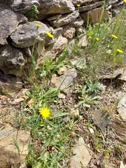 Reichardia intermedia