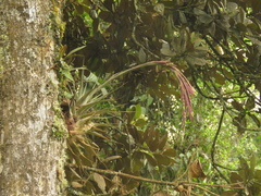 Tillandsia robusta