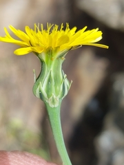 Reichardia intermedia