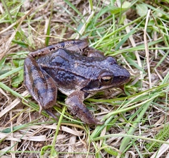 Rana dalmatina