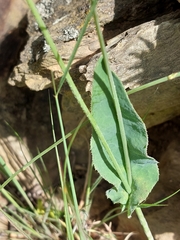 Reichardia intermedia